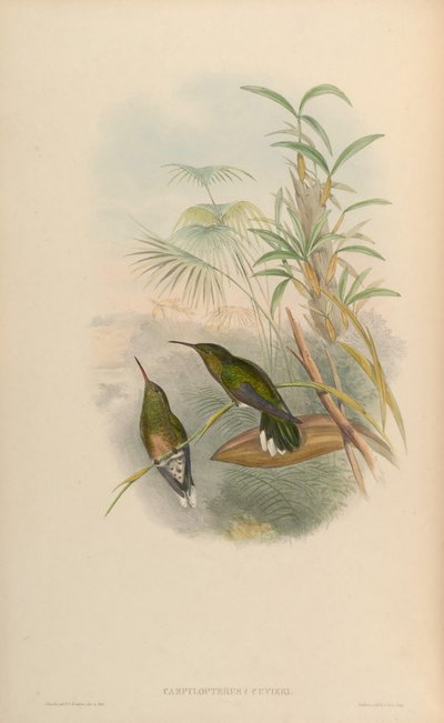 Phaeochroa cuvierii maculicauda by John Gould